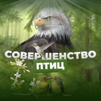 Совершенство птиц в MAX