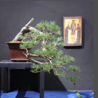 Мастерская бонсай и ниваки в MAX