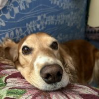 Кинологи России. в MAX