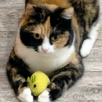 Котофеня в MAX