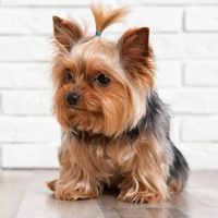 Йоркширский терьер в MAX