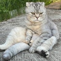 Кот Марсик Брутальный шотландец в MAX