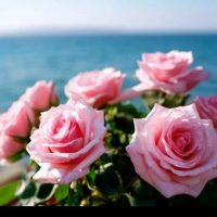 🌺ОТКРЫТКИ НА ЛЮБОЙ ВКУС🌺 в MAX