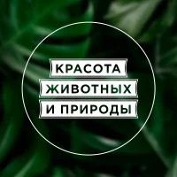 Красота животных и природы в MAX