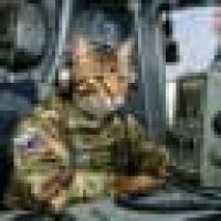 Кот на связи в MAX