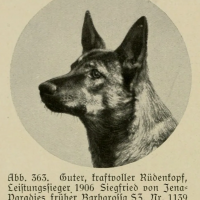Собаки в прошлом в MAX