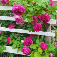 Ландшафтные работы, ландшафтный дизайн,  уход за садом