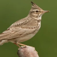 ТСЖ "Жаворонок" Дзержинского района Волгограда