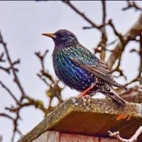 Детский сад "Скворушка" г.Набережные Челны