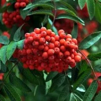 МКДОУ "Детский сад к/в "Рябинушка"