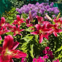 Детский сад "Солнышко"