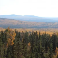 ГКУ СО "Невьянское лесничество"