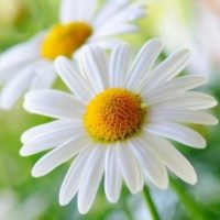 Детский сад 22 Ромашка Аксай