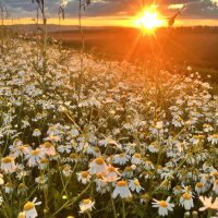 Зианчуринские зори