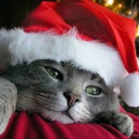 ТОГБУ "Кирсановская райСББЖ"