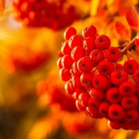 МАДОУ ЦРР Детский сад "Рябинка"