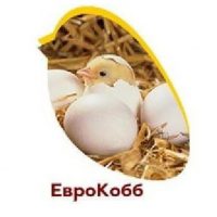 Инкубационное яйцо EuroCobb-PROMEGGS INFO CANAL