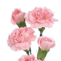 МДОУ Детский сад № 38 «Гвоздика»