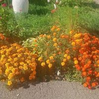 МКДОУ: д/с 13