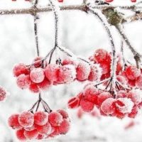 БУ "КЦСОН "Рябинушка" г. Омска