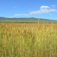 Минсельхоз Забайкалья
