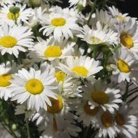 МКОУ"СОШ АУЛ КЫЗЫЛ-УРУП "