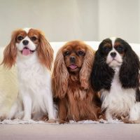 Кавалер Кинг Чарльз Спаниель