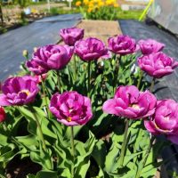 Урожайные Секреты 🌱