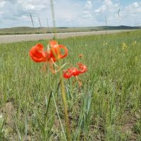 МБОУ Улан-Цацыкская ООШ