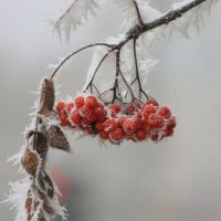 МБДОУ Пелевский детский сад "Милэшкэй"