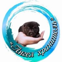 Приют "Ангел Хранитель" г. Хабаровск