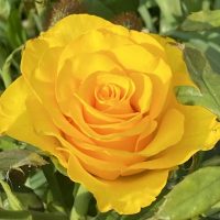 МКДОУ Курахский Детский Сад №1 "Солнышко"