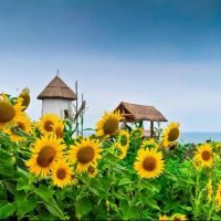 ☀️МБДОУ МО «Детский сад№219»☀️