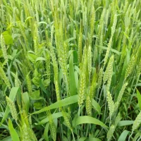 МБУ "Гафурийский ИКЦ"