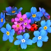 ГБДОУ №32 Калининского района Санкт - Петербурга