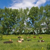 МБОУ "Кенозерская школа"