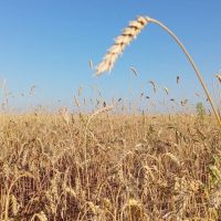 Управление сельского хозяйства Таврического района