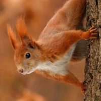 Детский сад №231 "Белочка"