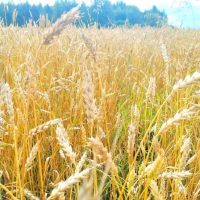 Газета "За урожай"