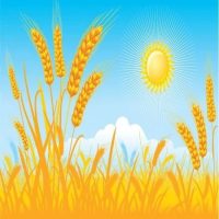 МБДОУ "Детский сад "Колосок"