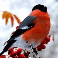 Канал МБДОУ д/с N 163