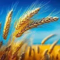 МБДОУ детский сад №10