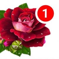 Открытки и поздравления