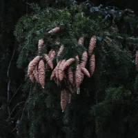 ГКУ РМЭ "Южное межрайонное управление лесами"