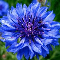 Детский сад "Василёк" поселка Василево"