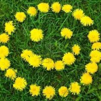 МКДОУ "Детский сад  2 " Одуванчик"  станица Преградная"