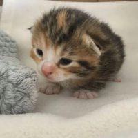 Мякичи | Котята и коты