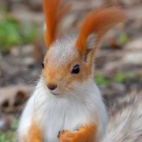 Канал новостей БЕЛОЧКА