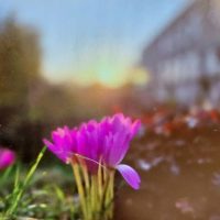 МОУ "Шекснинская школа-интернат" (официальный канал)