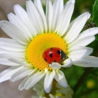 Детский сад №30 города Ельца "Ромашка"